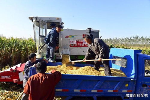 别再浪费钱了 这6个小技巧教你如何有效减轻玉米种植成本