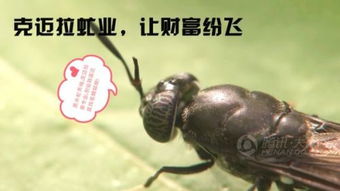 黑水虻一克卵有多少个