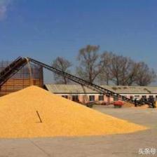 养猪利润越来越少,大型养猪企业养猪成本为什么这么低?散养户又该往什么方向发展?
